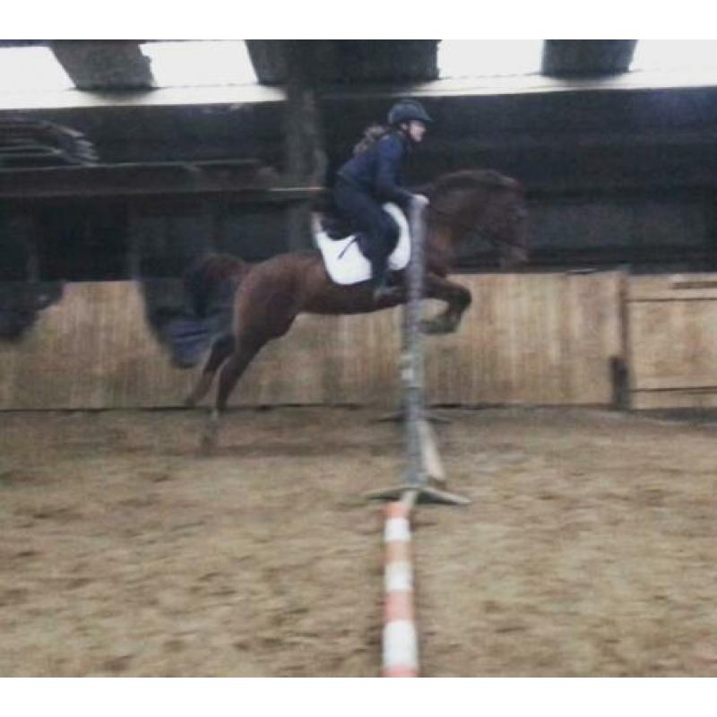 Brave d pony