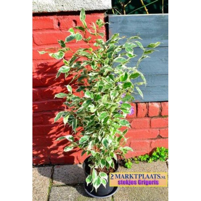 Treurvijg dwerg bont (Ficus benjamina 'Variegata') geworteld