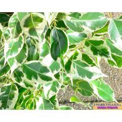 Treurvijg dwerg bont (Ficus benjamina 'Variegata') geworteld