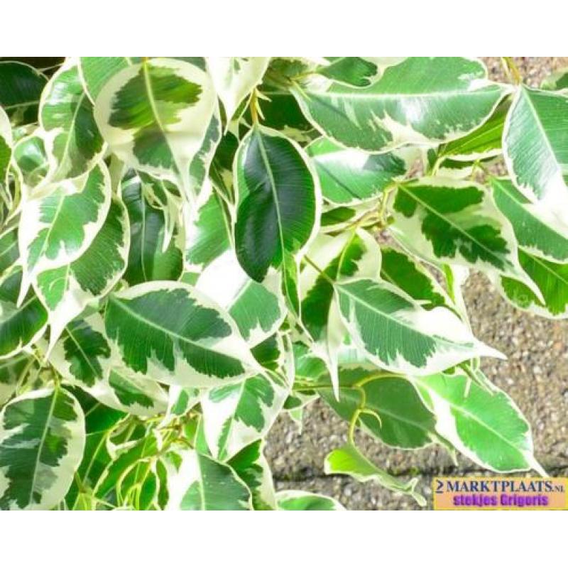 Treurvijg dwerg bont (Ficus benjamina 'Variegata') geworteld