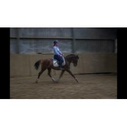 Brave d pony