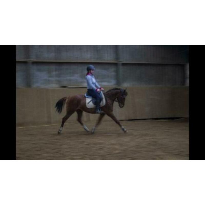 Brave d pony