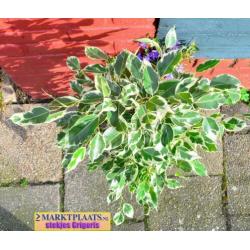 Treurvijg dwerg bont (Ficus benjamina 'Variegata') geworteld