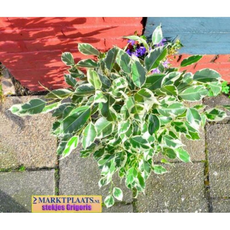 Treurvijg dwerg bont (Ficus benjamina 'Variegata') geworteld
