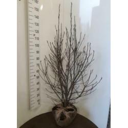 Magnolia 'susan' struik/ boom xl
