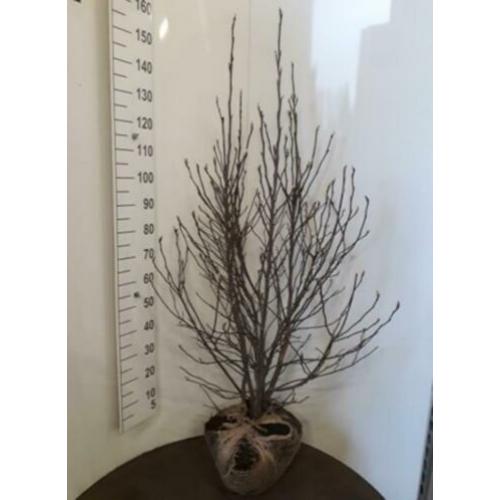 Magnolia 'susan' struik/ boom xl