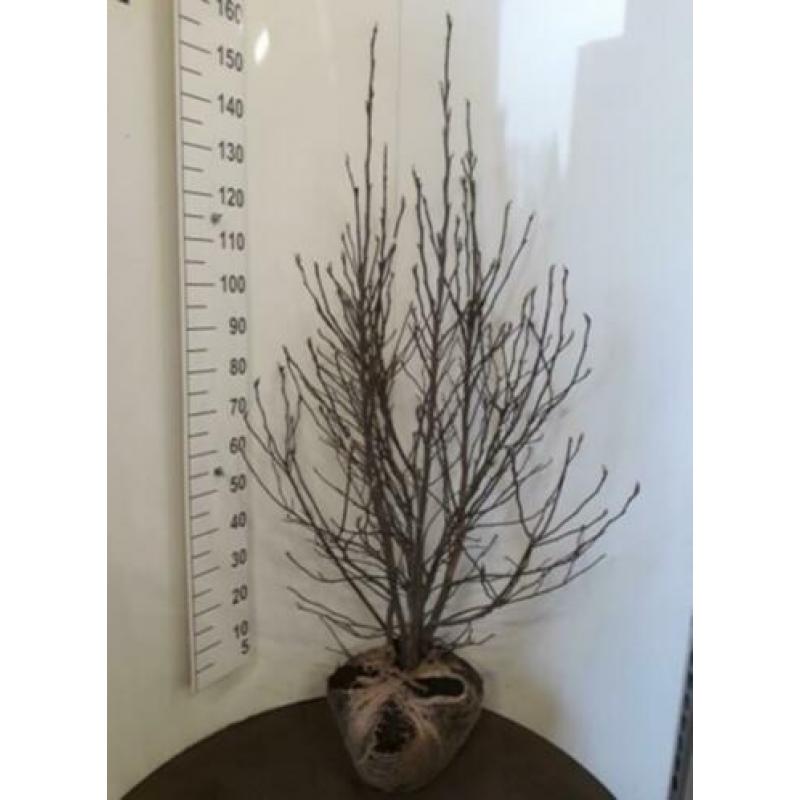 Magnolia 'susan' struik/ boom xl