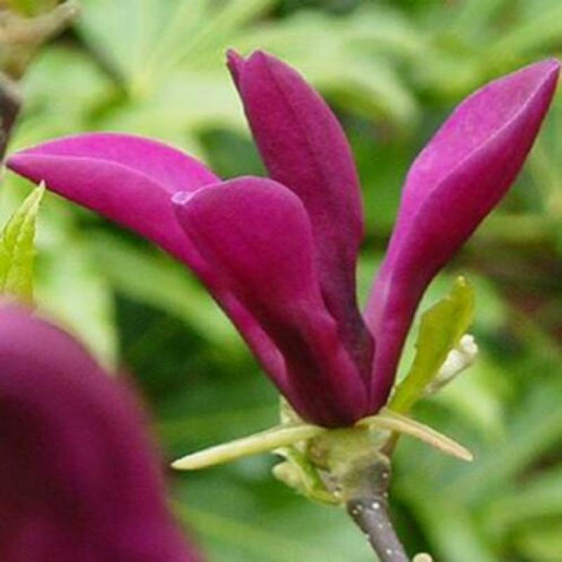 Magnolia 'susan' struik/ boom xl