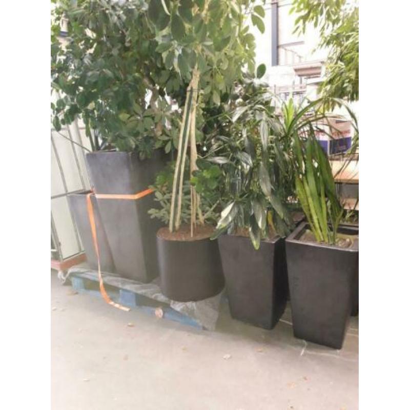 Stenen bloempot plantenbak