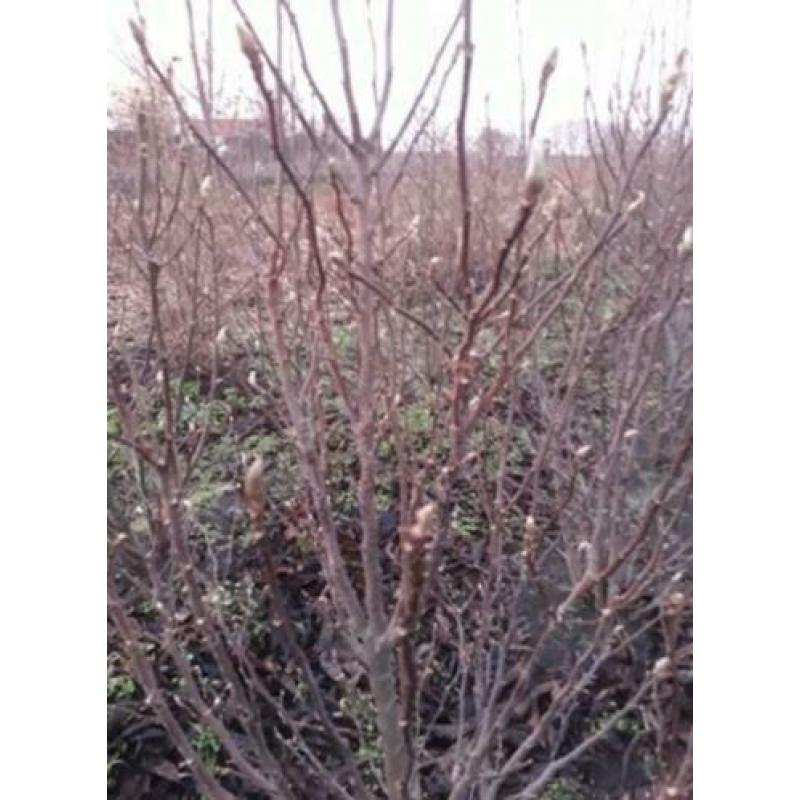 Magnolia 'susan' struik/ boom xl