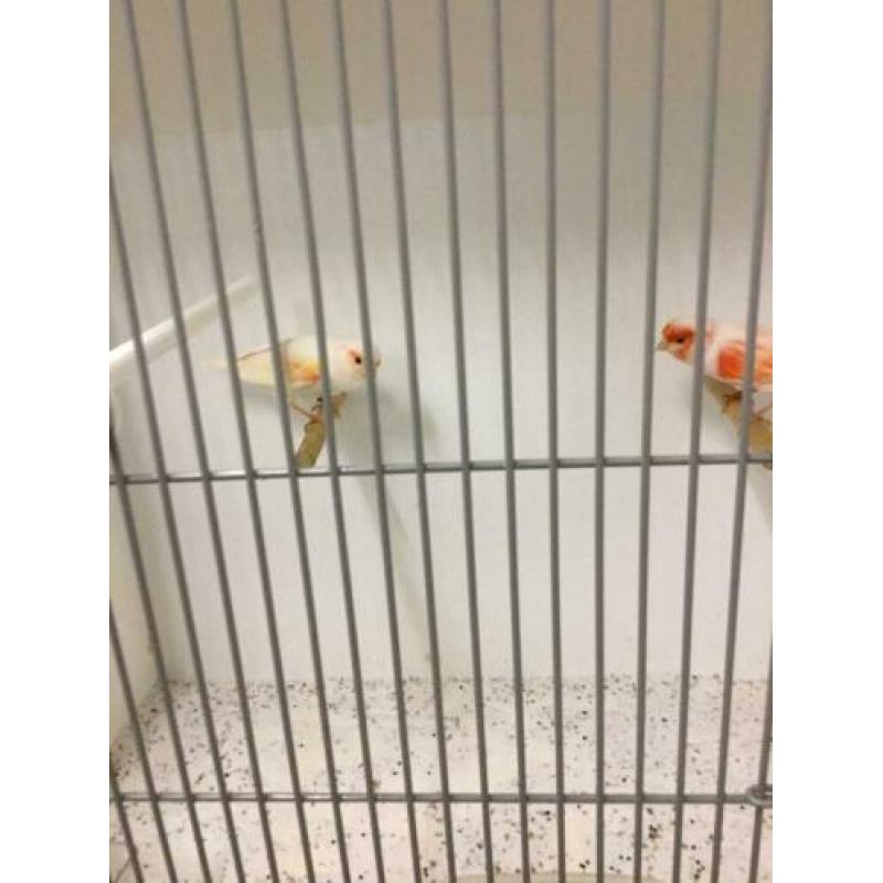 Te koop. 1 koppel rood mozaïek kanarie