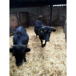 Dahomey koe en een stier