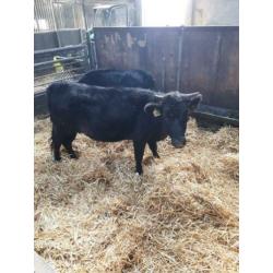 Dahomey koe en een stier