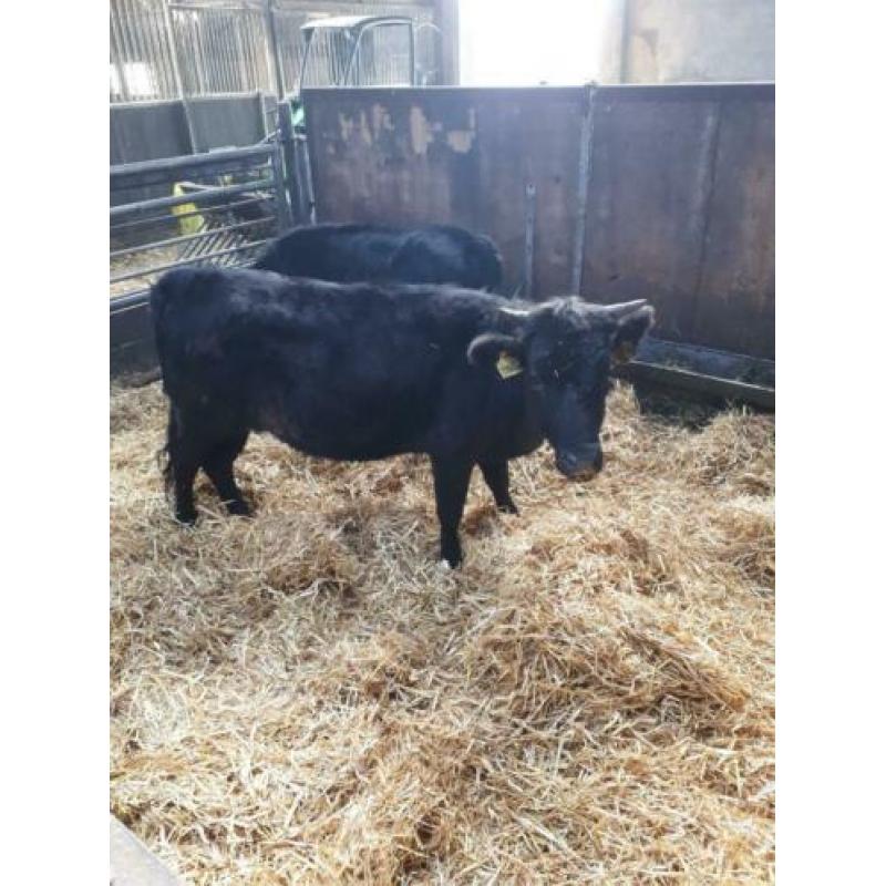 Dahomey koe en een stier