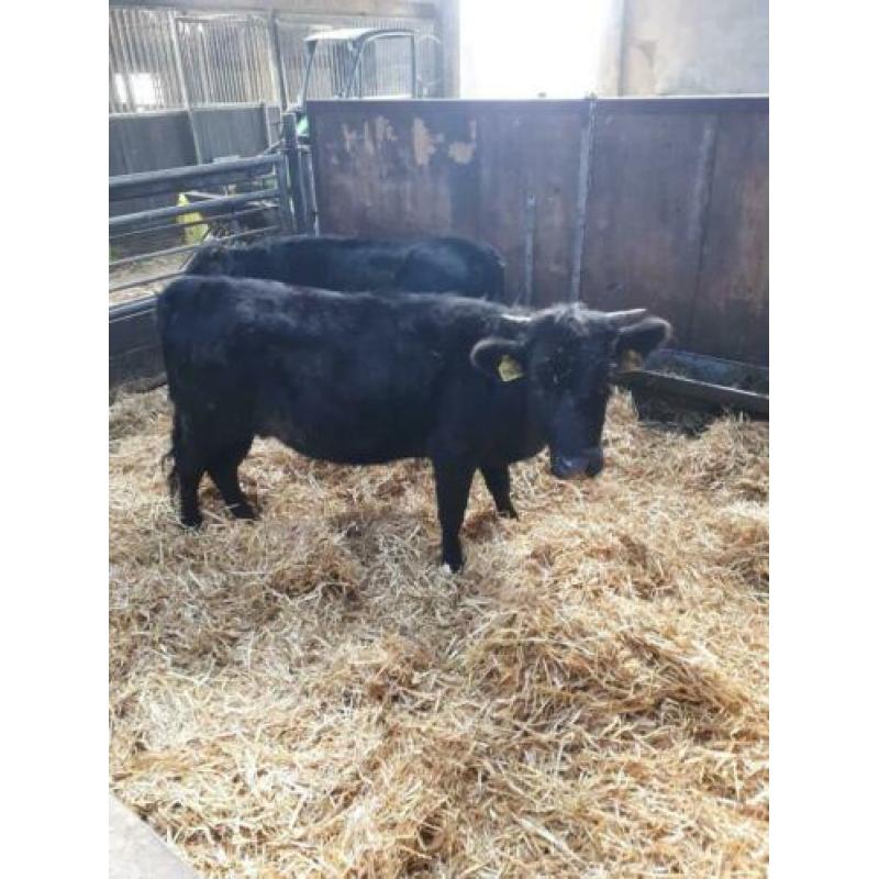 Dahomey koe en een stier