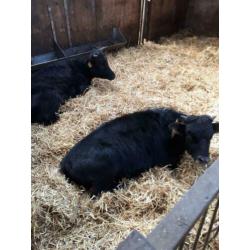 Dahomey koe en een stier