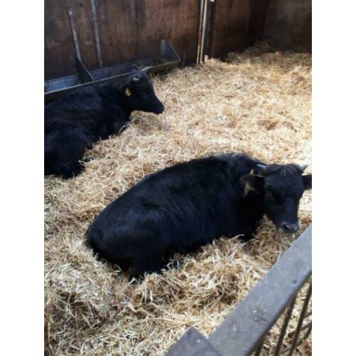 Dahomey koe en een stier