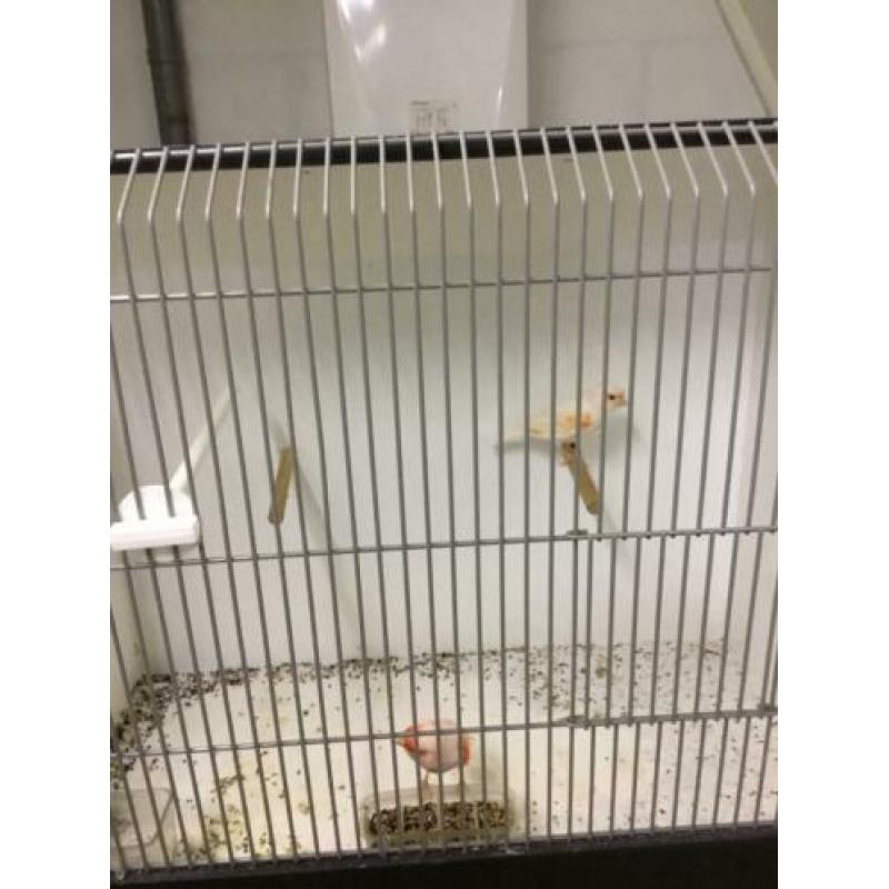 Te koop. 1 koppel rood mozaïek kanarie