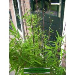 Fargesia nitida Shadow Light, niet woekerende schaduw bamboe