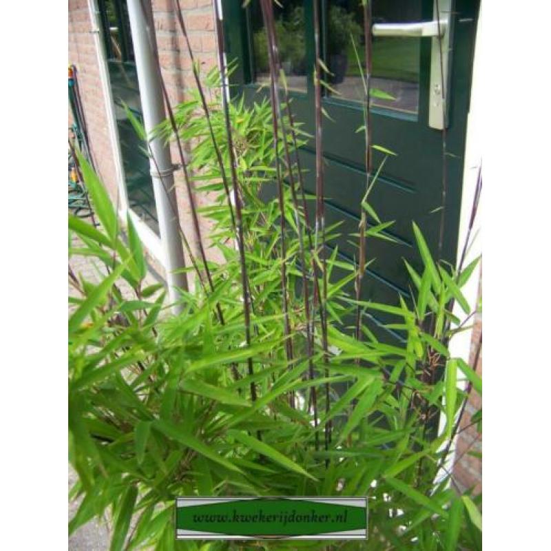 Fargesia nitida Shadow Light, niet woekerende schaduw bamboe