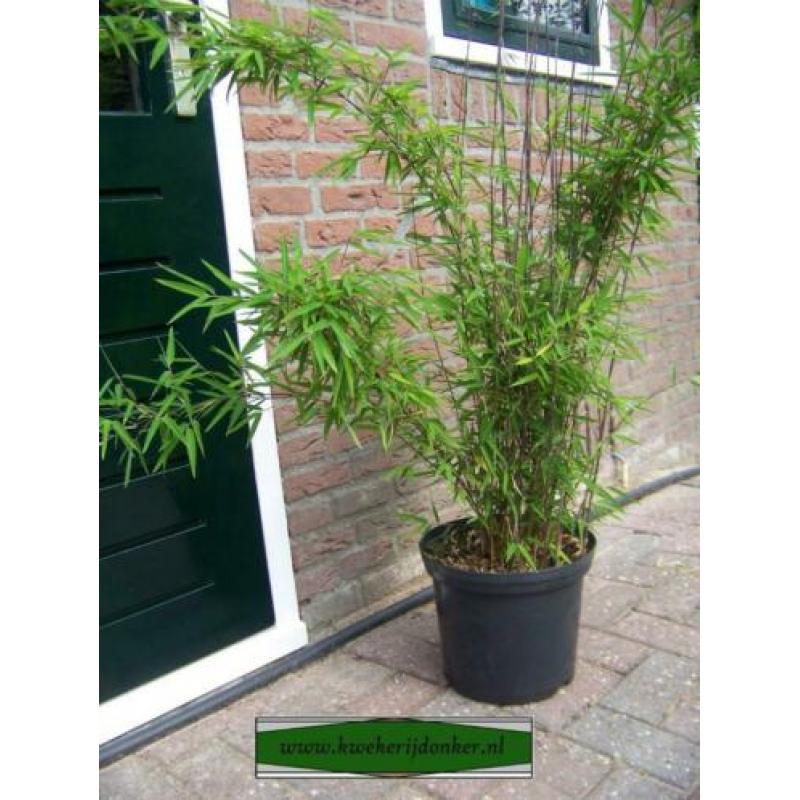 Fargesia nitida Shadow Light, niet woekerende schaduw bamboe