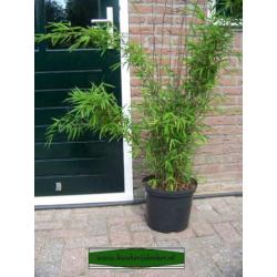 Fargesia nitida Shadow Light, niet woekerende schaduw bamboe