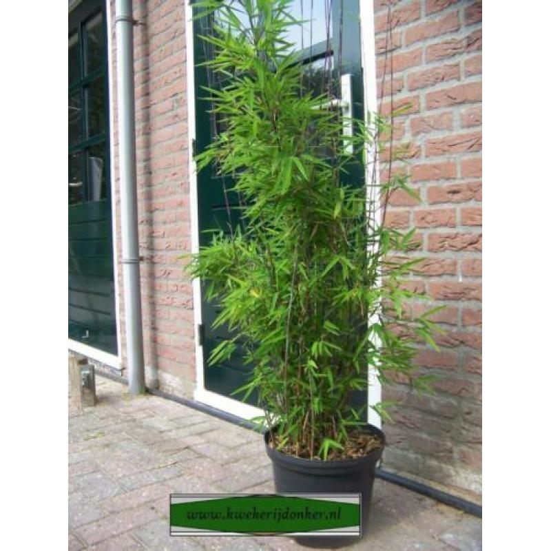 Fargesia nitida Shadow Light, niet woekerende schaduw bamboe