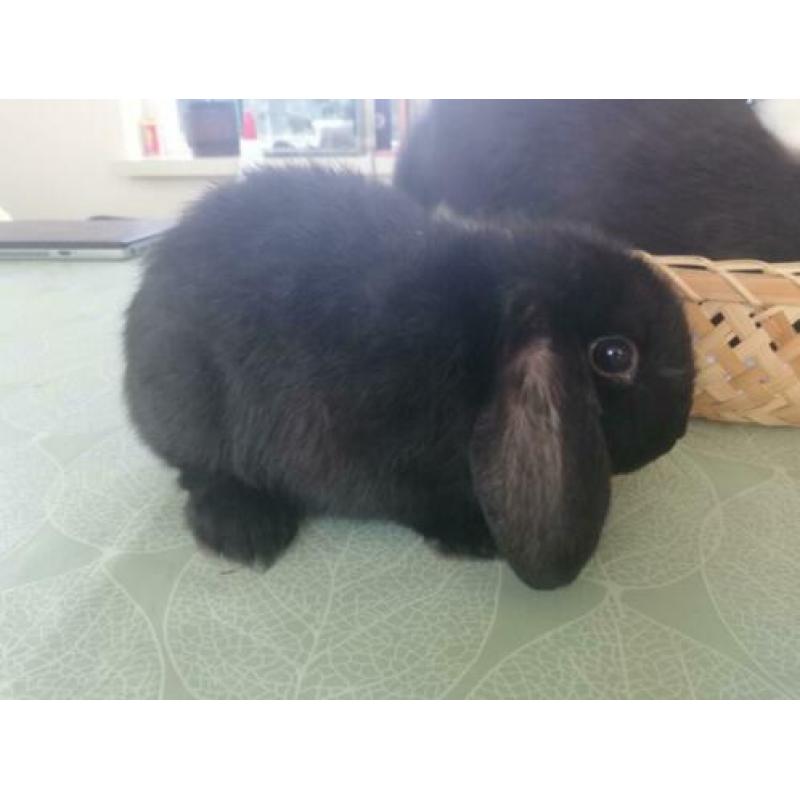 Nog twee lieve zwarte konijntjes te koop! 8 weken oud!