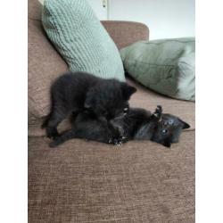 Lieve zwart witte kitten poesje