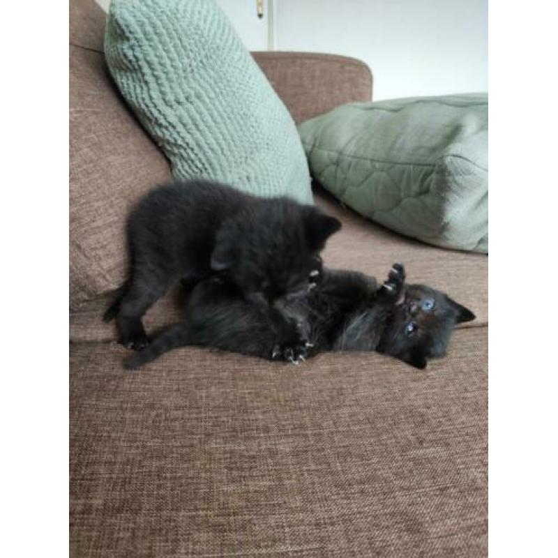 Lieve zwart witte kitten poesje