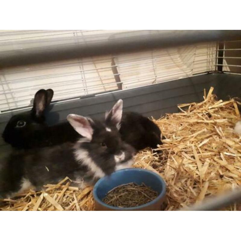Te koop 5 jonge konijntjes