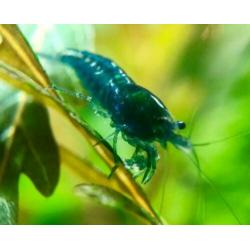 Hobbyaquarium 3/4 april 13/19 u vissen / garnalen / planten