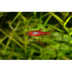 Hobbyaquarium 3/4 april 13/19 u vissen / garnalen / planten