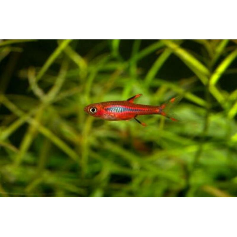 Hobbyaquarium 3/4 april 13/19 u vissen / garnalen / planten