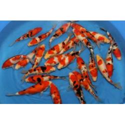 Tosai Japanse koi in het eerste levensjaar, grote keus!