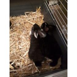 Te koop 5 jonge konijntjes