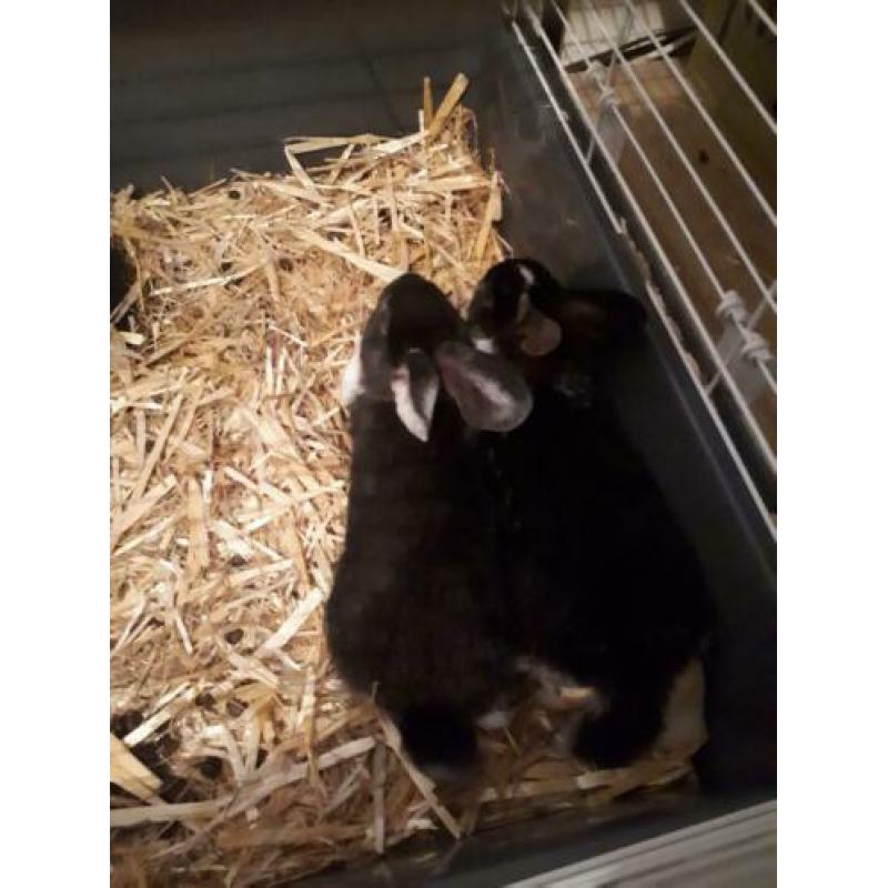 Te koop 5 jonge konijntjes