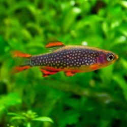 Hobbyaquarium 3/4 april 13/19 u vissen / garnalen / planten
