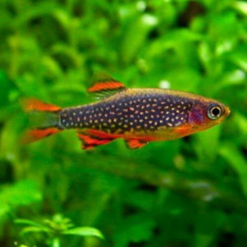 Hobbyaquarium 3/4 april 13/19 u vissen / garnalen / planten