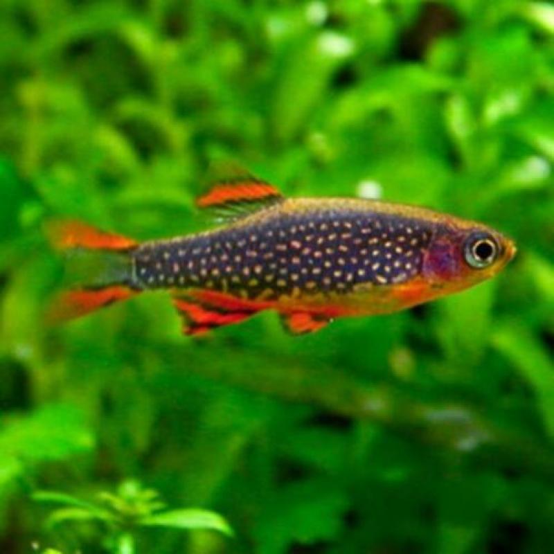 Hobbyaquarium 3/4 april 13/19 u vissen / garnalen / planten