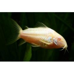 Hobbyaquarium 3/4 april 13/19 u vissen / garnalen / planten