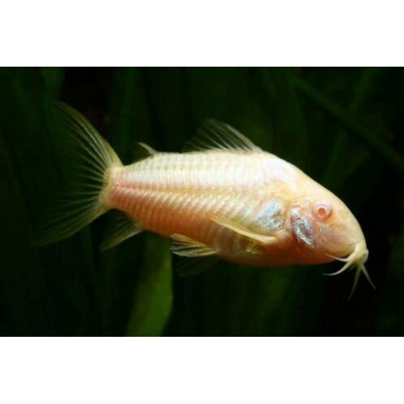 Hobbyaquarium 3/4 april 13/19 u vissen / garnalen / planten