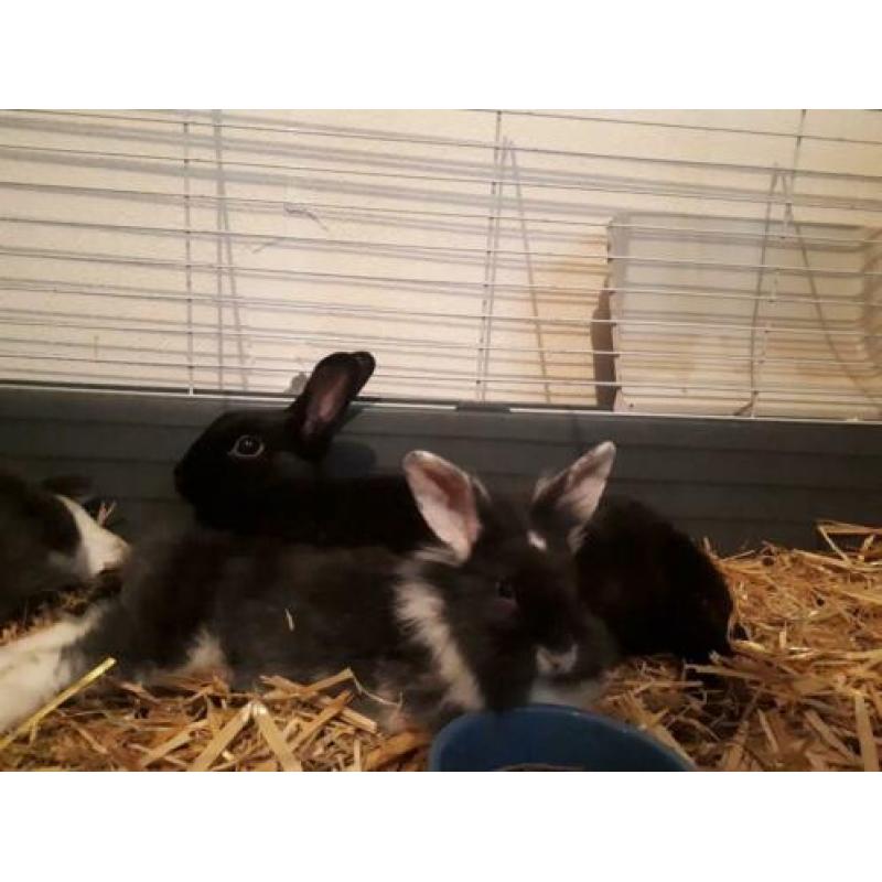 Te koop 5 jonge konijntjes