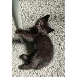 Lieve zwart witte kitten poesje