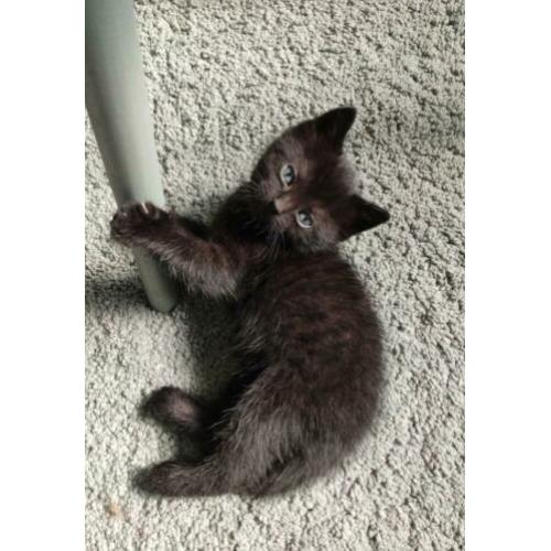 Lieve zwart witte kitten poesje