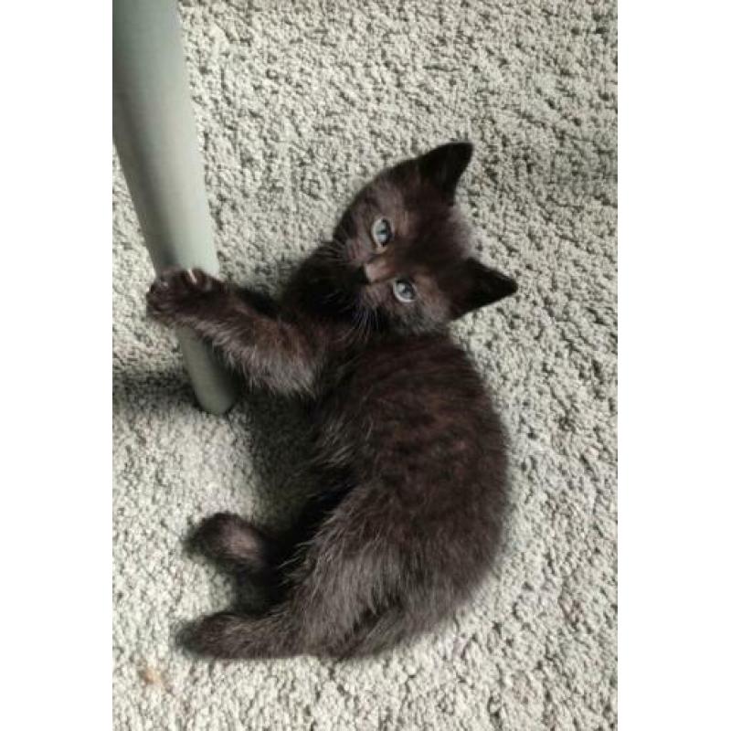 Lieve zwart witte kitten poesje