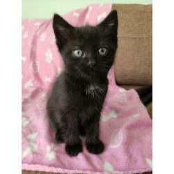 Lieve zwart witte kitten poesje