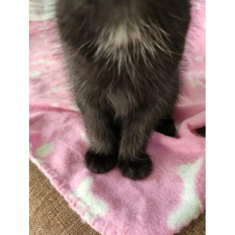 Lieve zwart witte kitten poesje