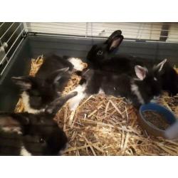 Te koop 5 jonge konijntjes