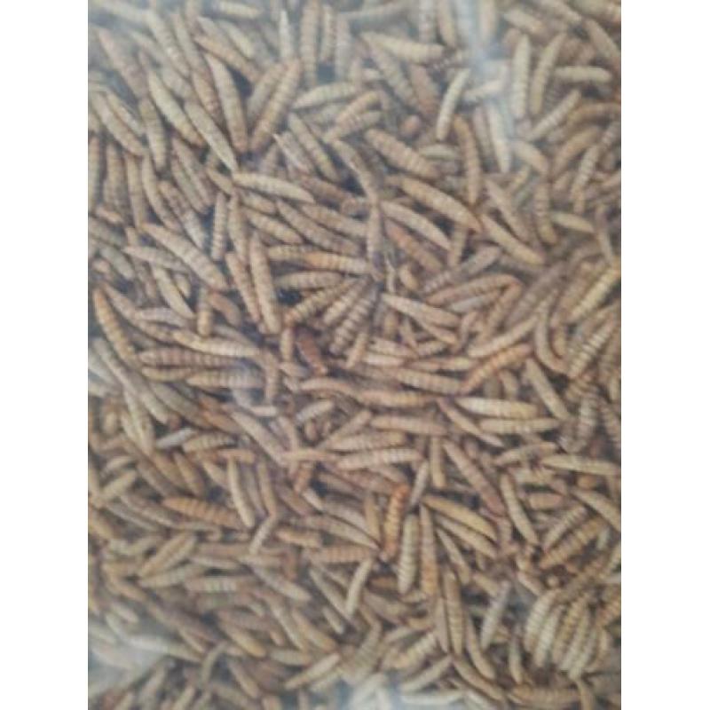 Meelwormen gedroogd €9,99 per kg!!!!!